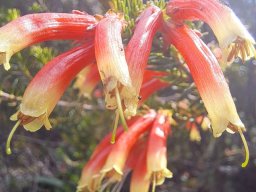 Erica discolor flower tubes not so smooth